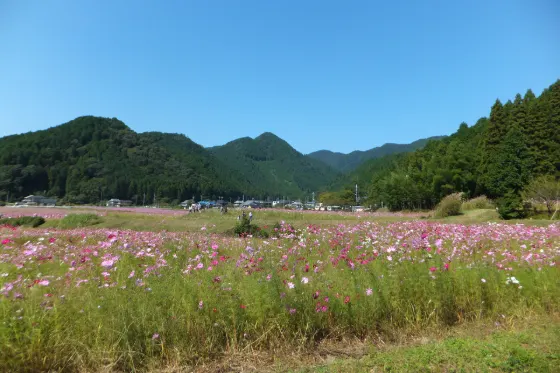 Kiyozumi Cosmos Garden, photo 4