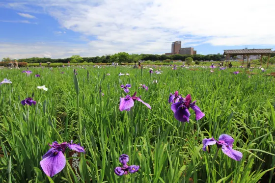 Koiwa Iris Garden, photo 2