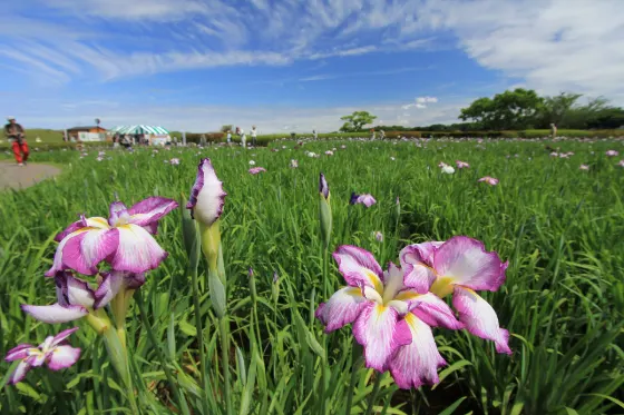 Koiwa Iris Garden, photo 3