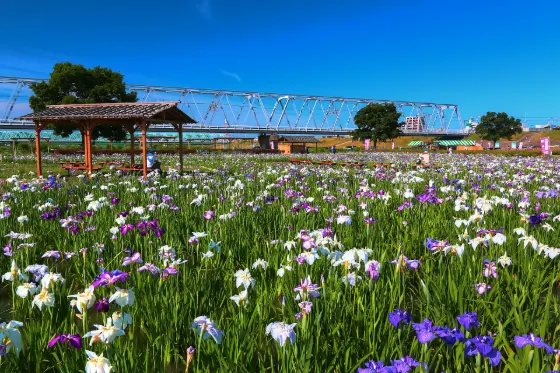 Koiwa Iris Garden, photo 4