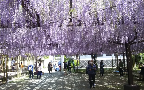 Kuroki Great Wisteria, photo 2