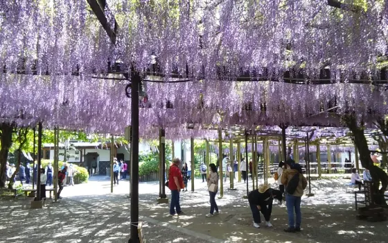 Kuroki Great Wisteria, photo 3