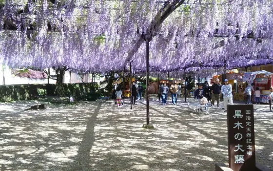 Kuroki Great Wisteria, photo 4