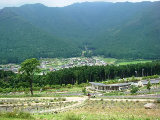 Lavender Park Taka, photo 2