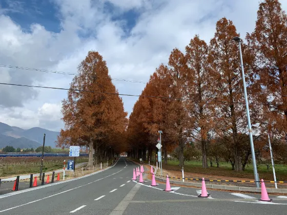 Metasequoia Avenue (Makino), photo 2