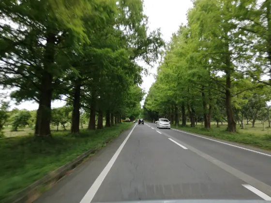 Metasequoia Avenue (Makino), photo 3