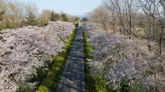 Ogata Village Nanohana Road, photo 2