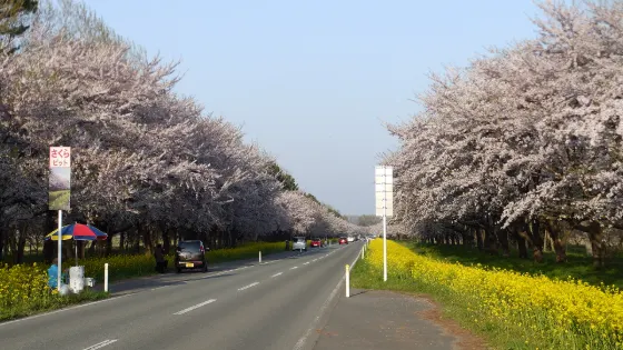 Ogata Village Nanohana Road, photo 3