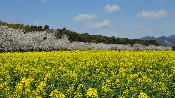 Saitobaru Burial Mounds, photo 2