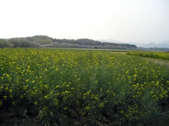 Saitobaru Burial Mounds, photo 3
