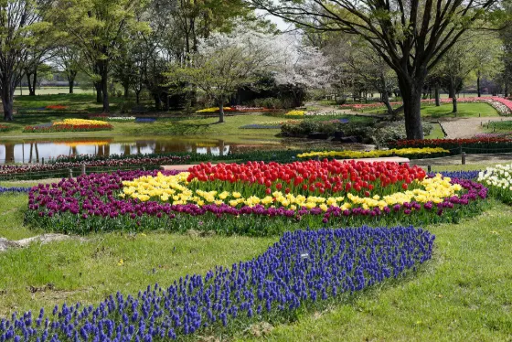 Showa Kinen Park, photo 2