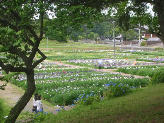 Tagajo Castle Ruins Ayame Garden, photo 2