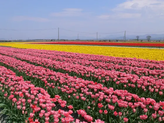 Tainai Tulip Festival, photo 2