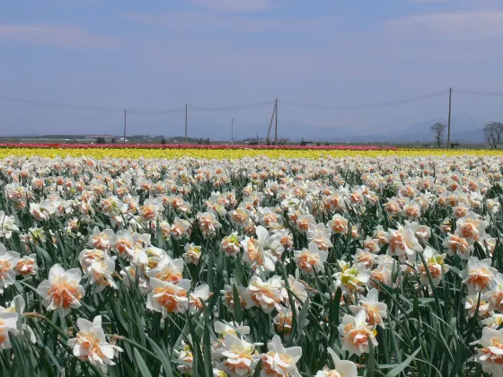 Tainai Tulip Festival, photo 3