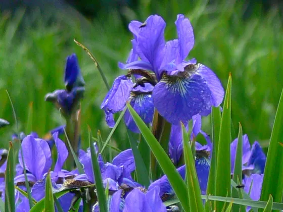Yokosuka Iris Garden, photo 2