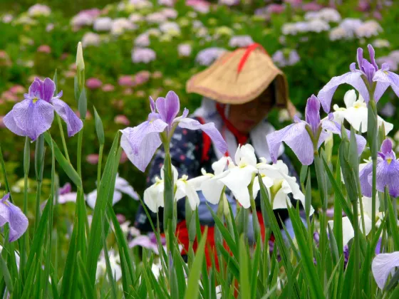 Yokosuka Iris Garden, photo 4