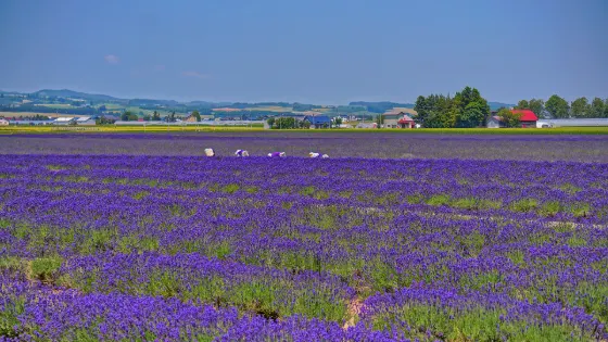 Farm Tomita Lavender East, photo 2