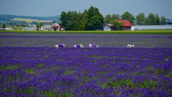 Farm Tomita Lavender East, photo 3