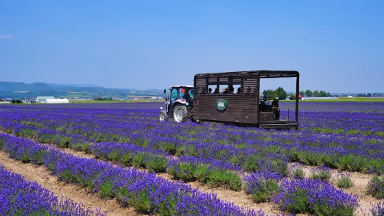 Farm Tomita Lavender East, photo 4