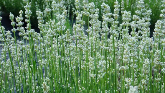 Misato Lavender Garden, photo 3