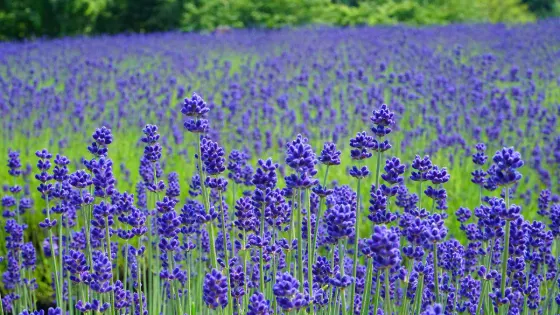 Misato Lavender Garden, photo 4