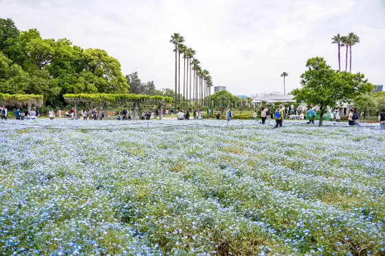 Nagai Botanical Garden, photo 2