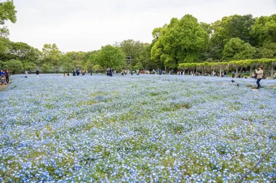 Nagai Botanical Garden, photo 3