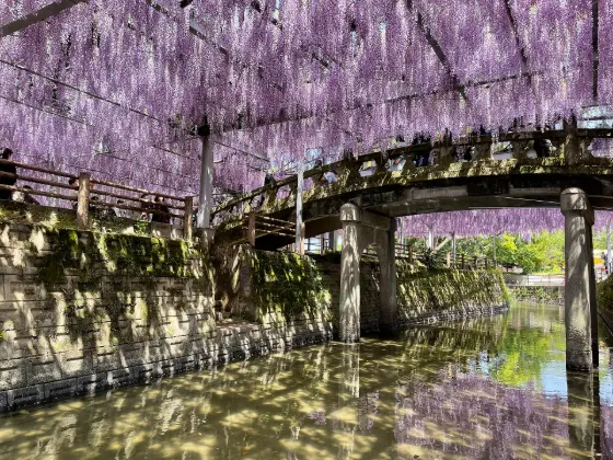 Nakayama Ofuji, photo 2