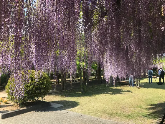 Omishima Wisteria Park, photo 2