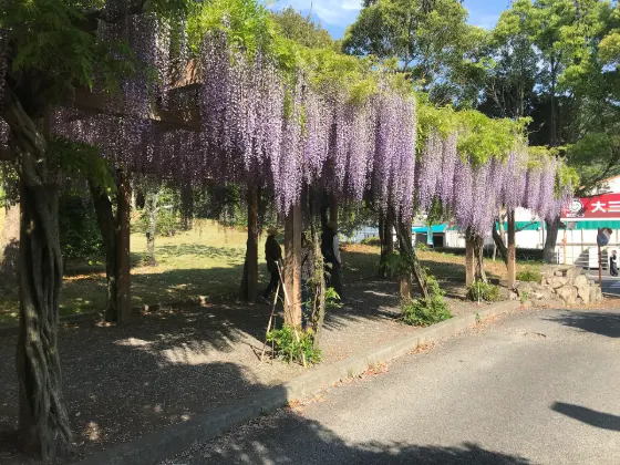 Omishima Wisteria Park, photo 3