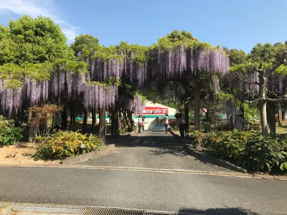 Omishima Wisteria Park, photo 4