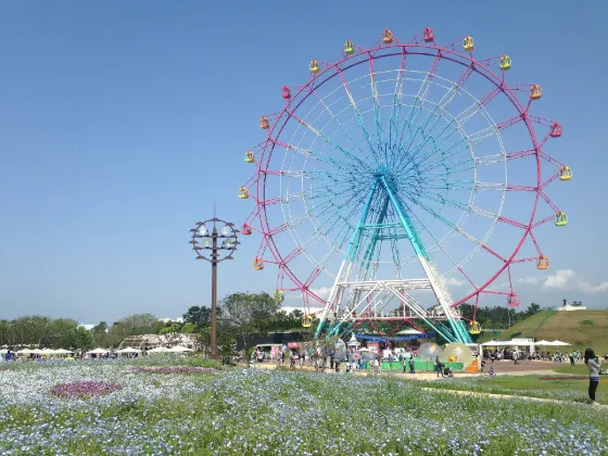 Uminonakamichi Seaside Park (Nemophila), photo 2
