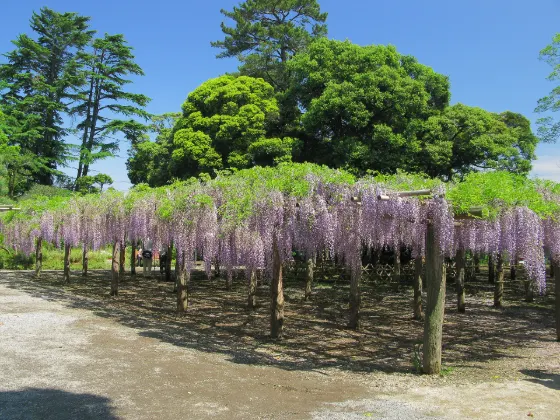 Ushijima Wisteria, photo 2