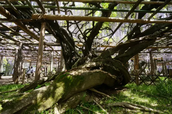 Ushijima Wisteria, photo 3