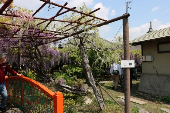 Yuya no Naga Fuji (Gyoko-ji), photo 3