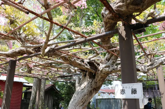 Yuya no Naga Fuji (Gyoko-ji), photo 4