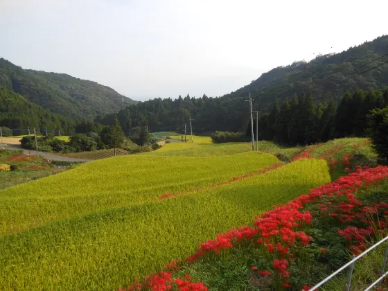 Eriyama Rice Terraces, photo 2