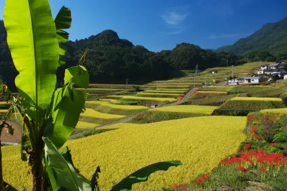 Sumiyama Terraced Fields (Uji), photo 2