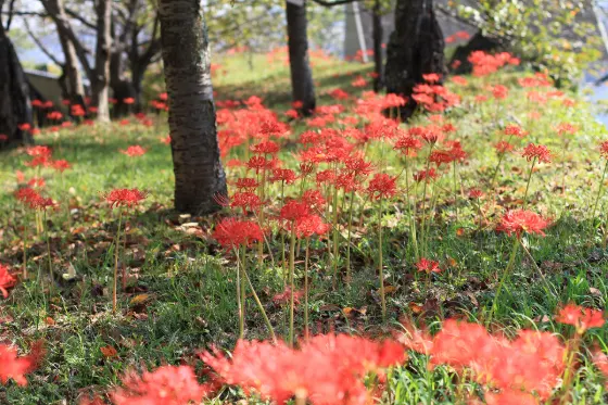 Tsuyama Castle (Spider Lilies), photo 2