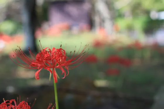 Tsuyama Castle (Spider Lilies), photo 3