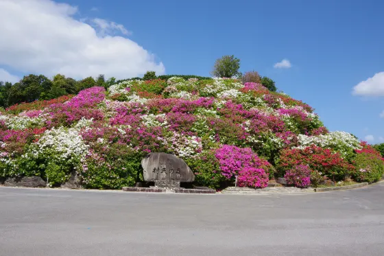 Higashi Village Azalea Garden, photo 2