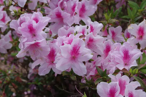 Higashi Village Azalea Garden, photo 3