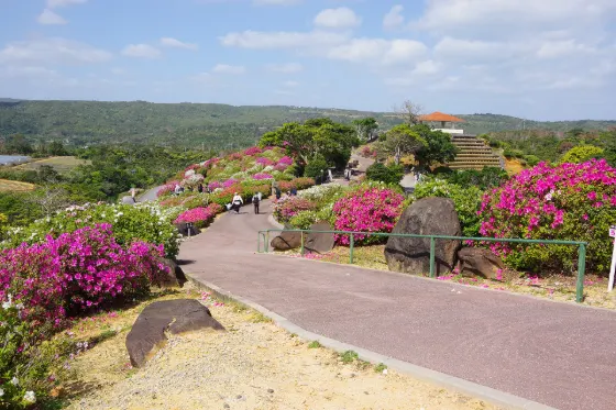 Higashi Village Azalea Garden, photo 4