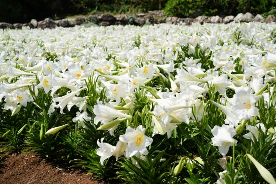 Iejima Lily Field Park, photo 2