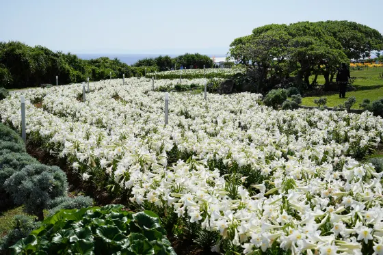 Iejima Lily Field Park, photo 3