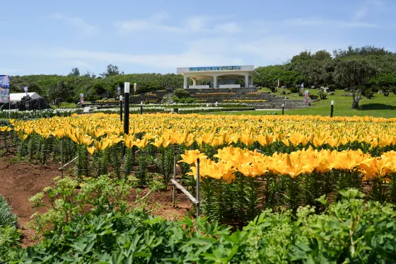 Iejima Lily Field Park, photo 4