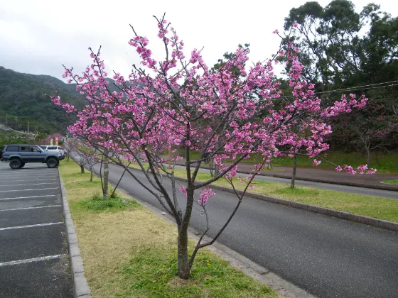 Mount Yae Cherry Forest Park, photo 2