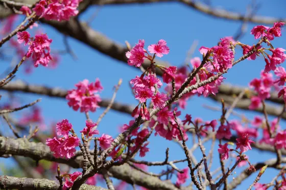 Mount Yae Cherry Forest Park, photo 3