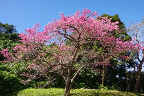 Mount Yae Cherry Forest Park, photo 4