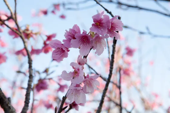Nago Central Park, photo 2